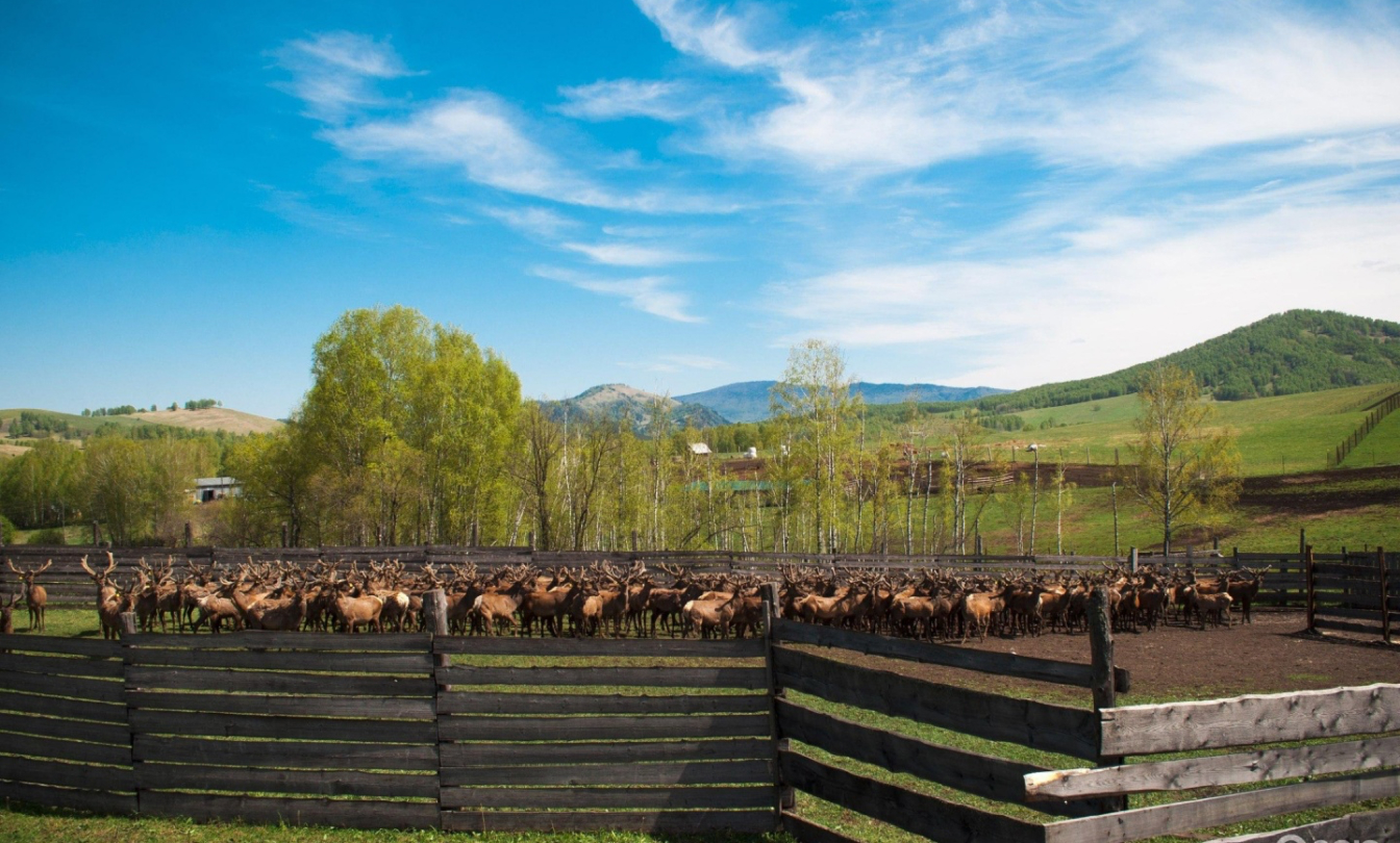 Мараловодческий<br>комплекс<br> «Заповедная <br>долина»